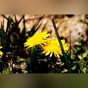 Yellow dandelions 12x12x3 Canvased Photo